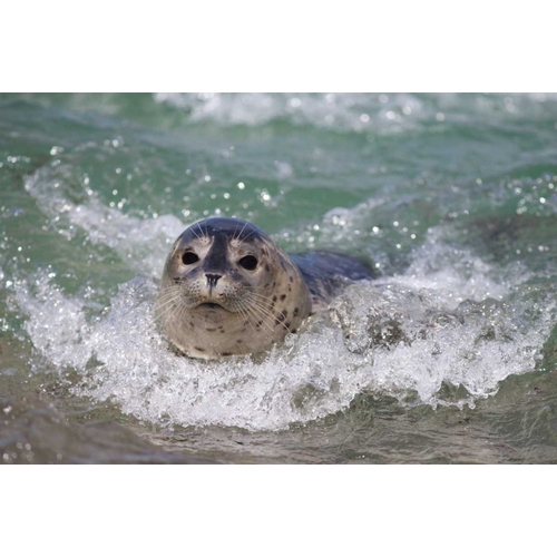 USA, California, La Jolla A baby seal surfing